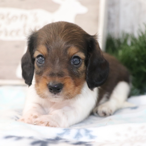 Dachshund Puppy Scrappy