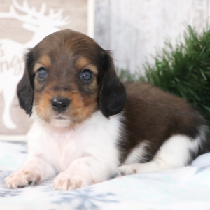 Dachshund Puppy Scrappy