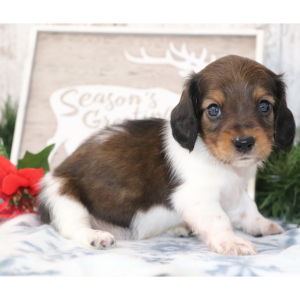 Dachshund Puppy Scrappy