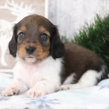 Dachshund Puppy Scrappy
