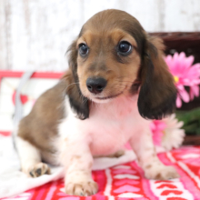 Dachshund Puppy Scrappy