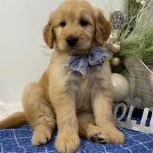 Goldendoodle Puppy Georgia
