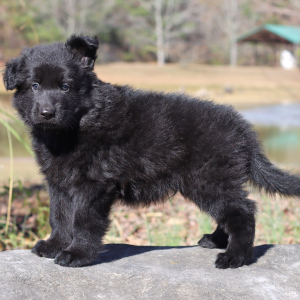 German Shepherd Dog Puppy Vader