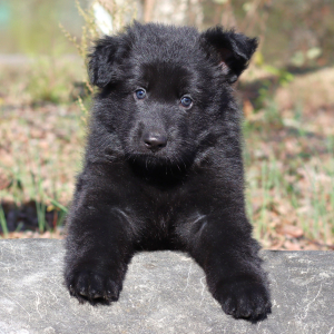German Shepherd Dog Puppy Vader