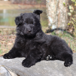 German Shepherd Dog Puppy Vader