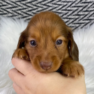 Dachshund Puppy Elisha