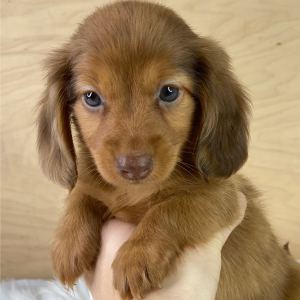 Dachshund Puppy Elisha