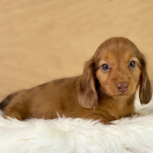 Dachshund Puppy Elisha