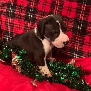 Great Dane Puppy Logan