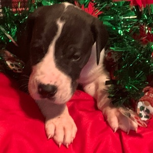 Great Dane Puppy Logan