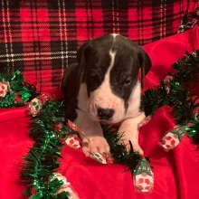 Great Dane Puppy Logan