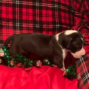 Great Dane Puppy Logan