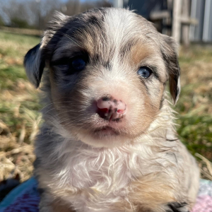 Australian Shepherd Puppy Frank