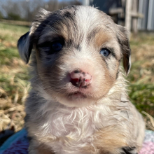 Australian Shepherd Puppy Frank