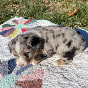 Australian Shepherd Puppy Frank