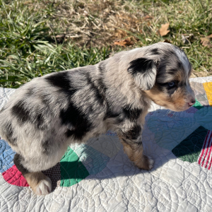 Australian Shepherd Puppy Frank