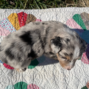 Australian Shepherd Puppy Frank