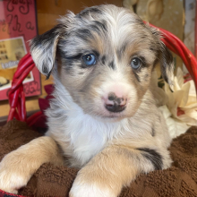 Australian Shepherd Puppy Frank