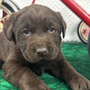 Labrador Retriever Puppy Casper