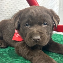 Labrador Retriever Puppy Casper