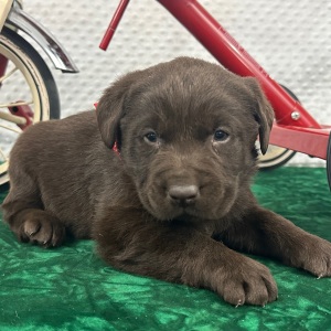 Labrador Retriever Puppy Casper
