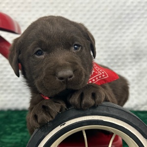 Labrador Retriever Puppy Casper