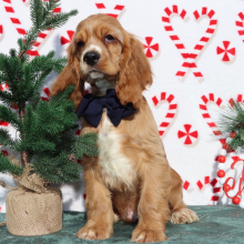 Cocker Spaniel Puppy Rusty