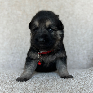 German Shepherd Dog Puppy Zoey