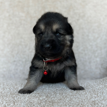 German Shepherd Dog Puppy Zoey
