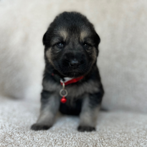 German Shepherd Dog Puppy Zoey