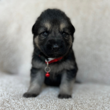 German Shepherd Dog Puppy Zoey