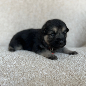 German Shepherd Dog Puppy Zoey