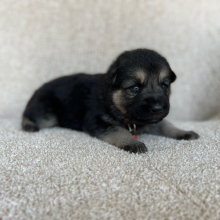 German Shepherd Dog Puppy Zoey