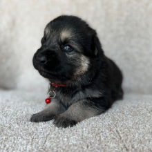 German Shepherd Dog Puppy Zoey
