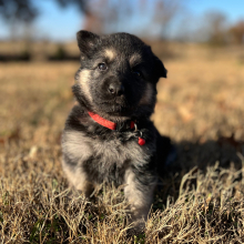 German Shepherd Dog Puppy Zoey