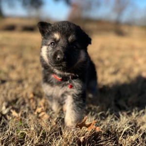 German Shepherd Dog Puppy Zoey