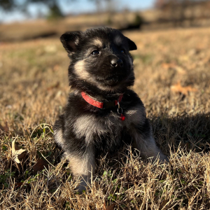 German Shepherd Dog Puppy Zoey