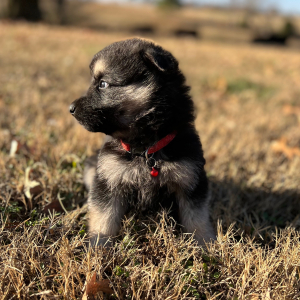 German Shepherd Dog Puppy Zoey