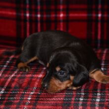 Dachshund Puppy Soldier