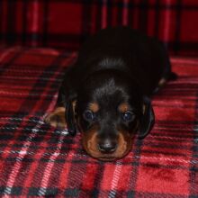 Dachshund Puppy Soldier