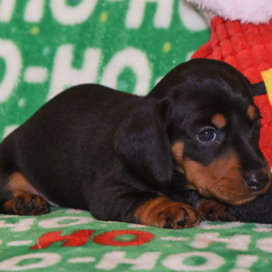 Dachshund Puppy Soldier