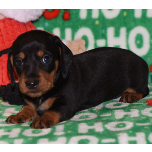 Dachshund Puppy Soldier