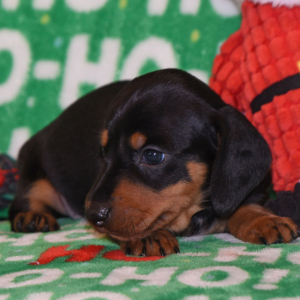 Dachshund Puppy Soldier