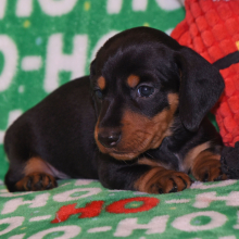 Dachshund Puppy Soldier