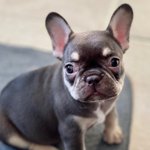 French Bulldog Puppy Junior