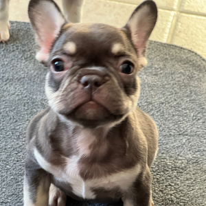 French Bulldog Puppy Junior
