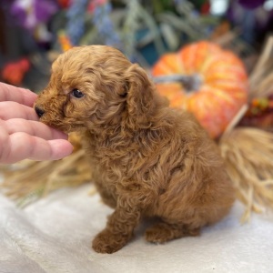 Poodle Puppy Boogie