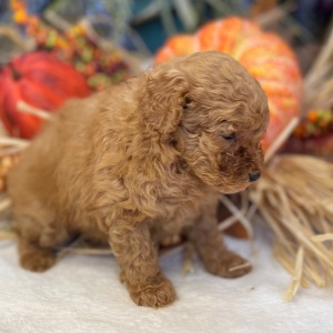 Poodle Puppy Boogie