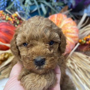 Poodle Puppy Boogie