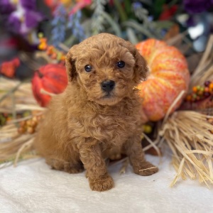 Poodle Puppy Boogie